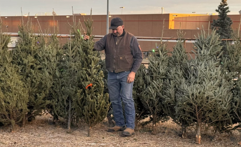 Wyoming Christmas Tree Prices Remain Stable Despite Increased Demand and Supply Challenges