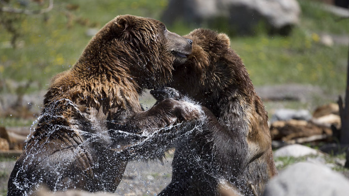 Calls for Grizzly Bear ‘Metapopulation’ Management Grow Amid Potential Delisting Decisions