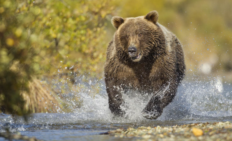 Unbelievable Feat: Montana Man Stops Charging Grizzly with Birdshot, Wyoming Hunters React