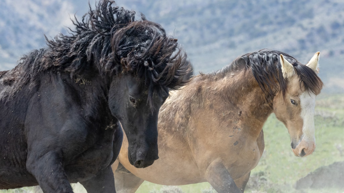 BLM Plans Roundup of Rare Curly-Haired Wyoming Mustangs, Drawing Concern from Advocates