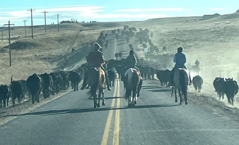 Christmas Eve Cattle Drive Showcases Wyoming’s Spirit of Community