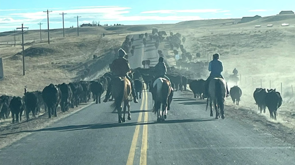 Christmas Eve Cattle Drive Showcases Wyoming’s Spirit of Community