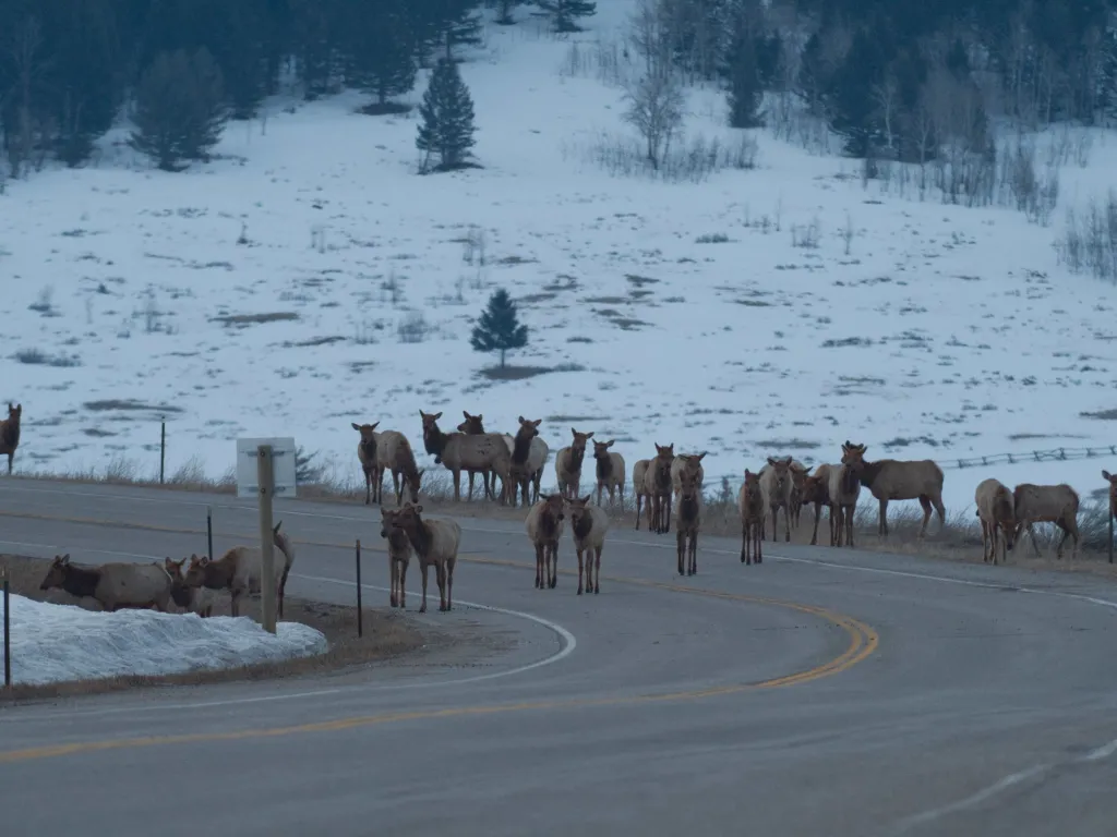 Chronic Wasting Disease Emerges as Growing Threat to Jackson Hole Elk Herds