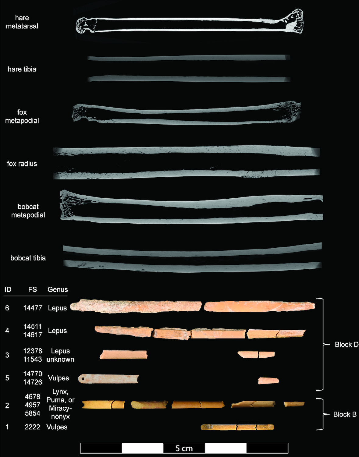 Ancient Bone Needles Unearthed in Wyoming Reveal Ice Age Craftsmanship