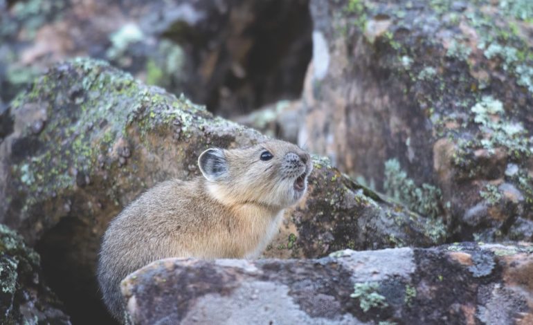 Wyoming Biologists Track Pika Populations in Rocky Mountains Amid Climate Change Concerns