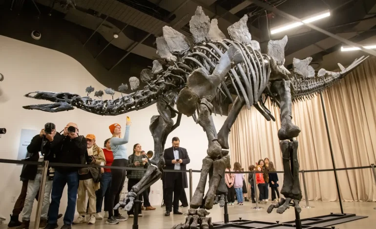 Rare, 150-Million-Year-Old Stegosaurus Fossil to Be Displayed at NYC Museum, Courtesy of Billionaire Ken Griffin