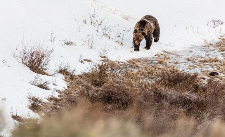 Relocated Grizzlies Roam Wyoming’s Wilderness, Show Signs of Adaptation