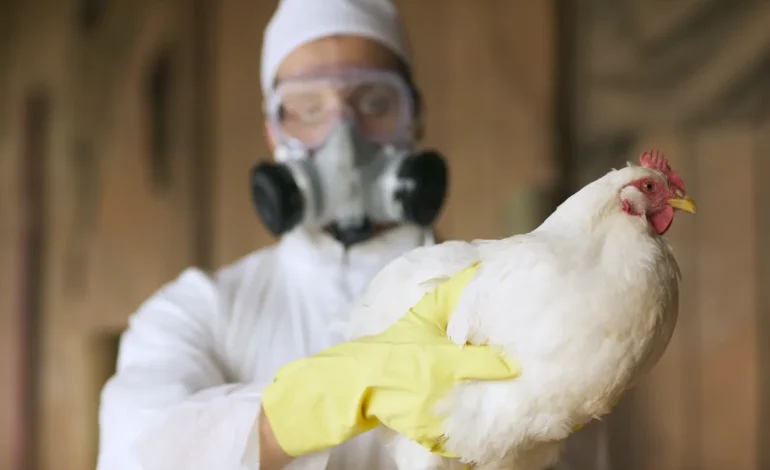 How to Protect Your Pets as Bird Flu Spreads