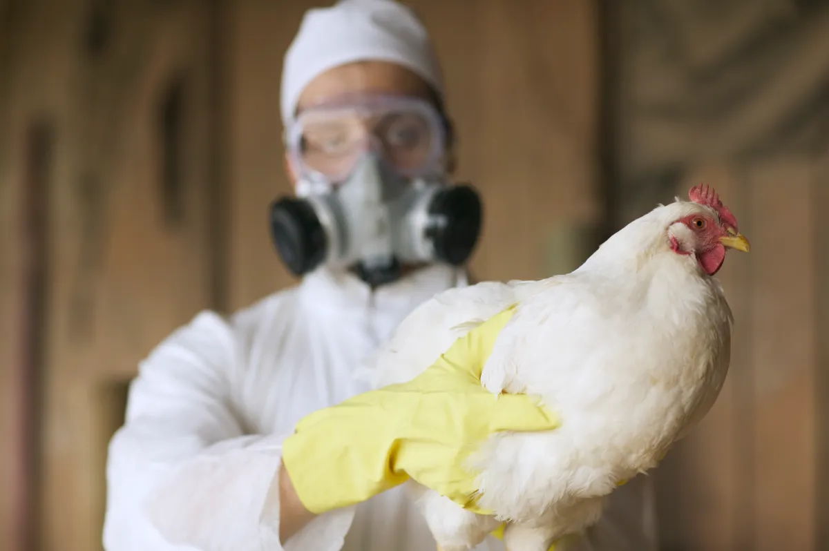 How to Protect Your Pets as Bird Flu Spreads