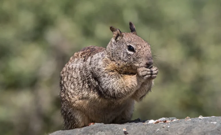 California Ground Squirrels Show Unexpected Carnivorous Behavior, Study Reveals