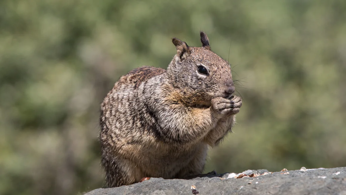 California Ground Squirrels Show Unexpected Carnivorous Behavior, Study Reveals