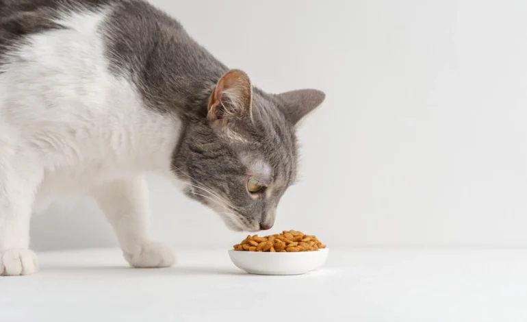 Bird Flu Found in Pet Food, Leads to Cat Death, Nationwide Recall