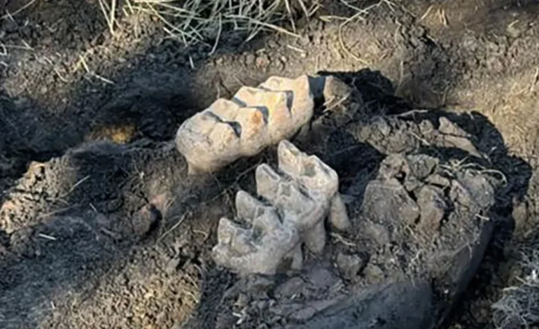 Complete Mastodon Jaw Unearthed in New York Backyard