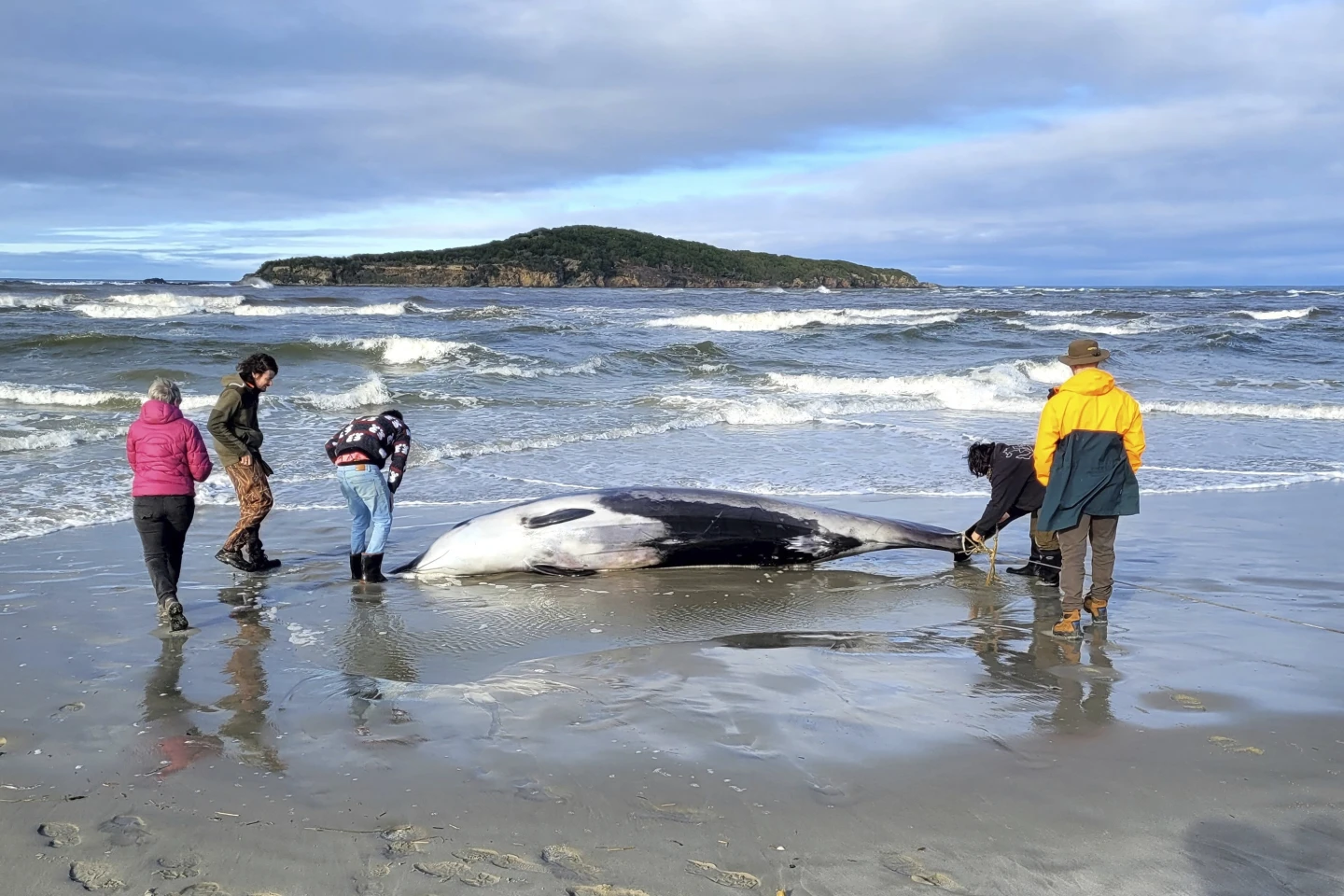 Rare Spade-Toothed Whale’s Death Likely Due to Head Trauma, Scientists Say