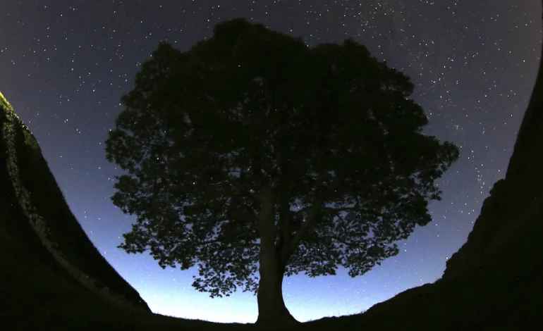 Trial Opens for Men Accused of Destroying Britain’s Iconic Hadrian’s Wall Sycamore