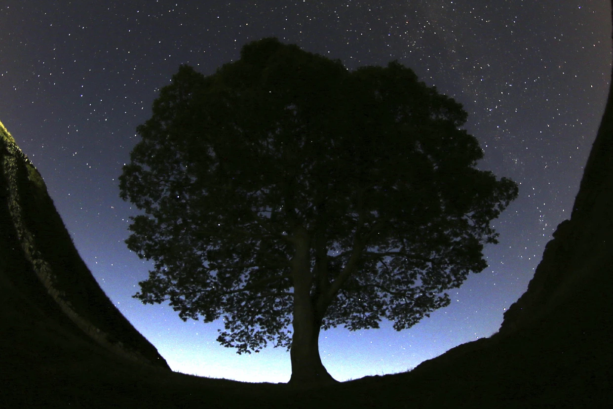 Trial Opens for Men Accused of Destroying Britain’s Iconic Hadrian’s Wall Sycamore