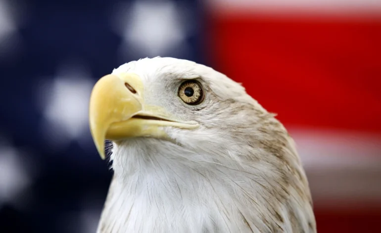 Bald Eagle Finally Receives Official National Bird Designation