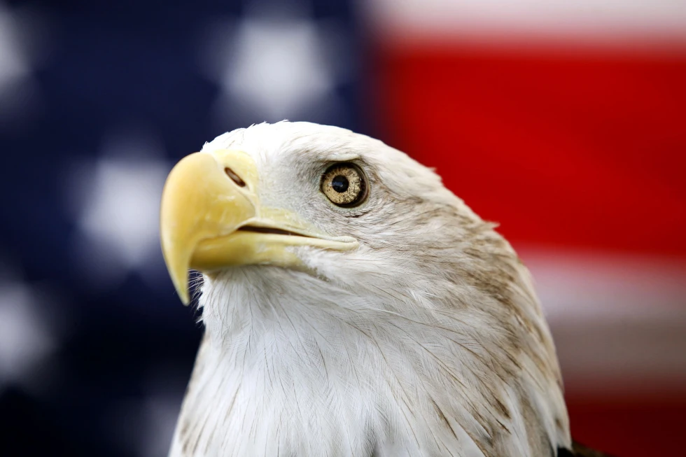 Bald Eagle Finally Receives Official National Bird Designation