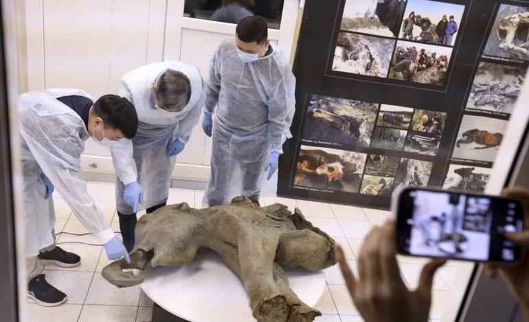 Remarkably Preserved Baby Mammoth Unearthed in Siberia, Offers Window into Ice Age