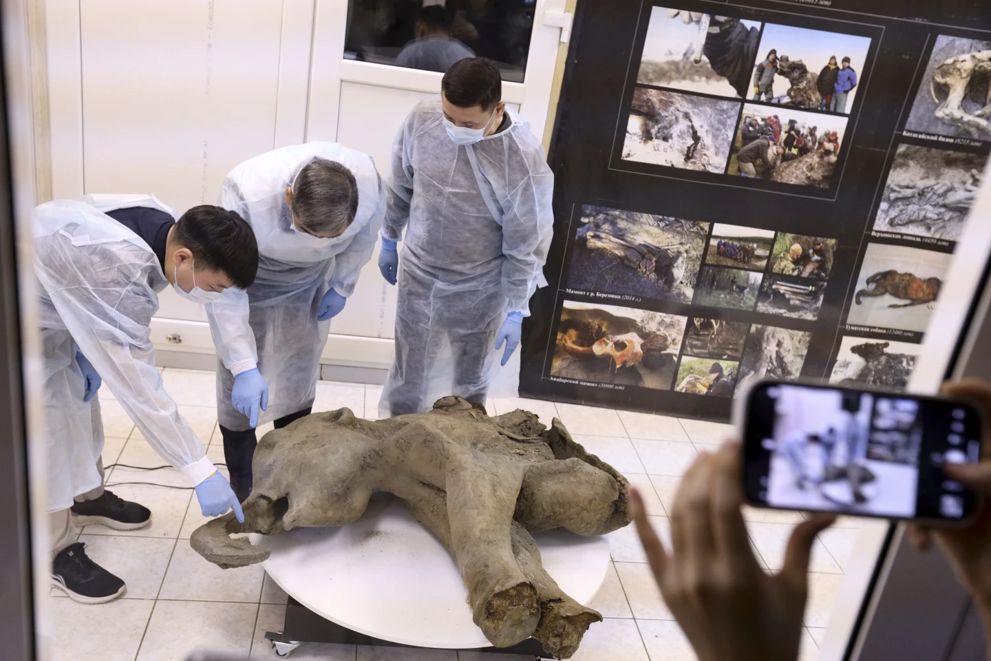 Remarkably Preserved Baby Mammoth Unearthed in Siberia, Offers Window into Ice Age