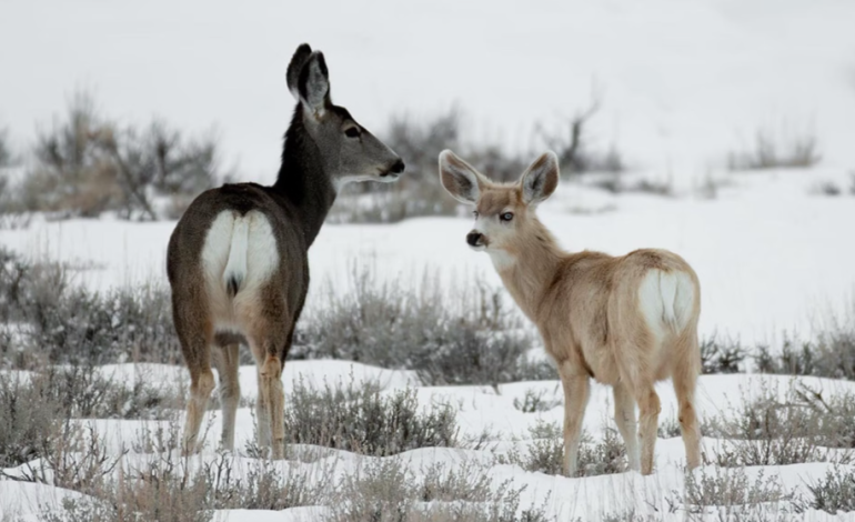 Rare Leucistic Mule Deer Fawn with Blue Eyes Captivates Wildlife Enthusiasts in Wyoming