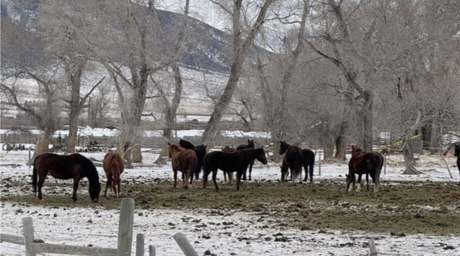 Wyoming Trainer Assists in Rescue of 86 Neglected Morgan Horses in Montana