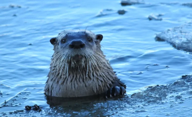 Wyoming Considers Removing River Otters from Protected Status