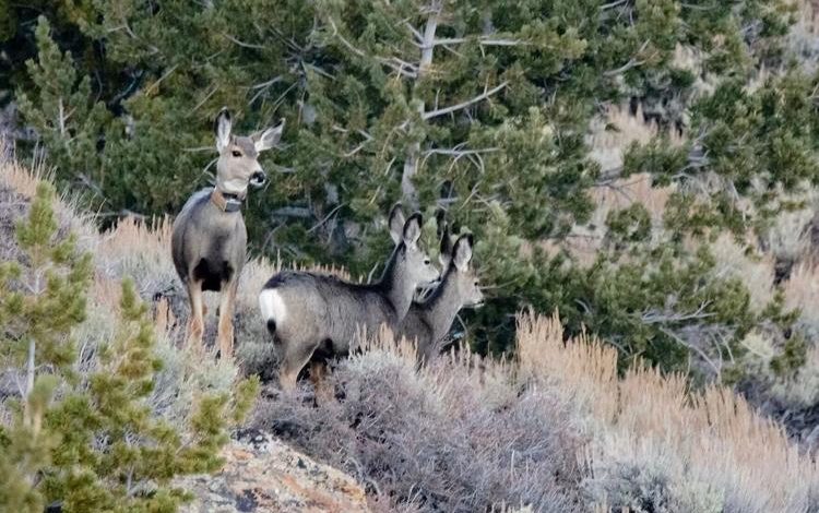 Tracking the Journey of Wyoming’s Ultra-Migratory Deer 255