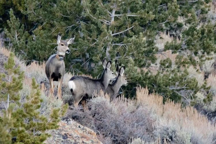 Tracking the Journey of Wyoming’s Ultra-Migratory Deer 255