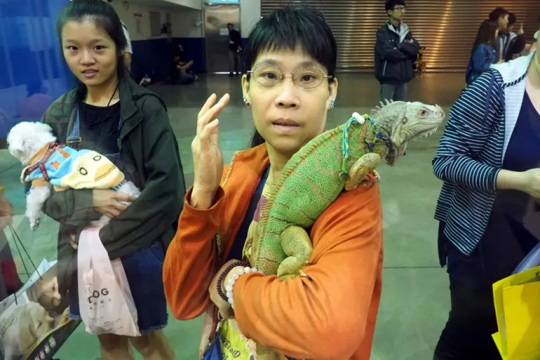 Taiwan to Cull 120,000 Invasive Green Iguanas Amid Growing Agricultural Concerns