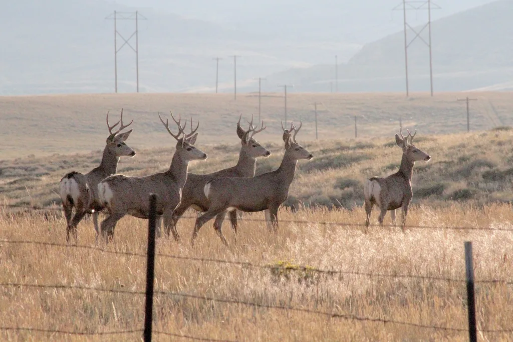 Debate Arises Over Proposal to Allow Sale of Wyoming Landowner Hunting Tags