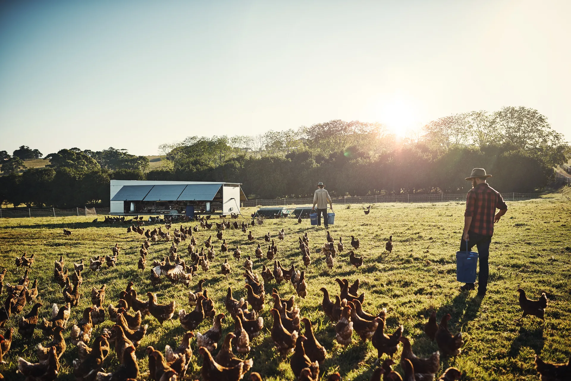 Why Bird Flu Vaccines Remain Out of Reach for the Public