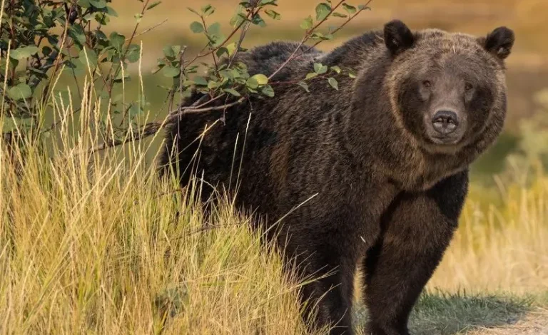 Feds Deny State Petitions to Remove Grizzly Bears from Endangered Species List, Propose New Management Plan