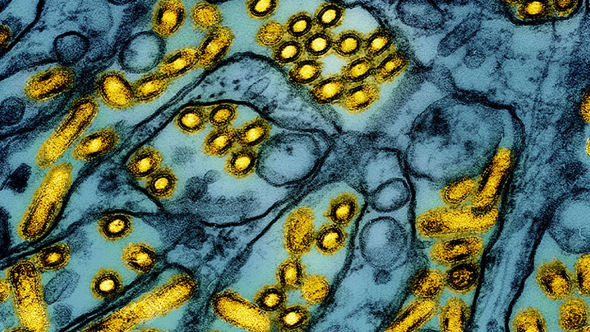 Could Bird Flu Spark the Next Pandemic? Understanding H5N1 After the First US Death