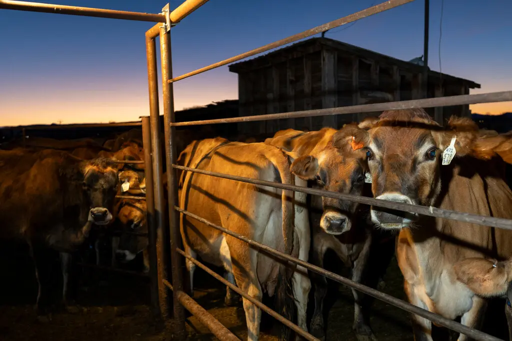 Monitoring the Spread of Bird Flu: A Growing Concern for Public Health