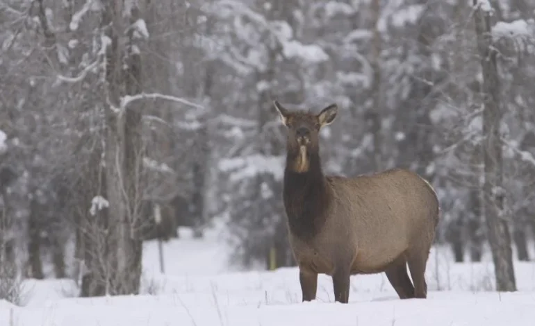 Chronic Wasting Disease Confirmed in Elk Hunt Area 98