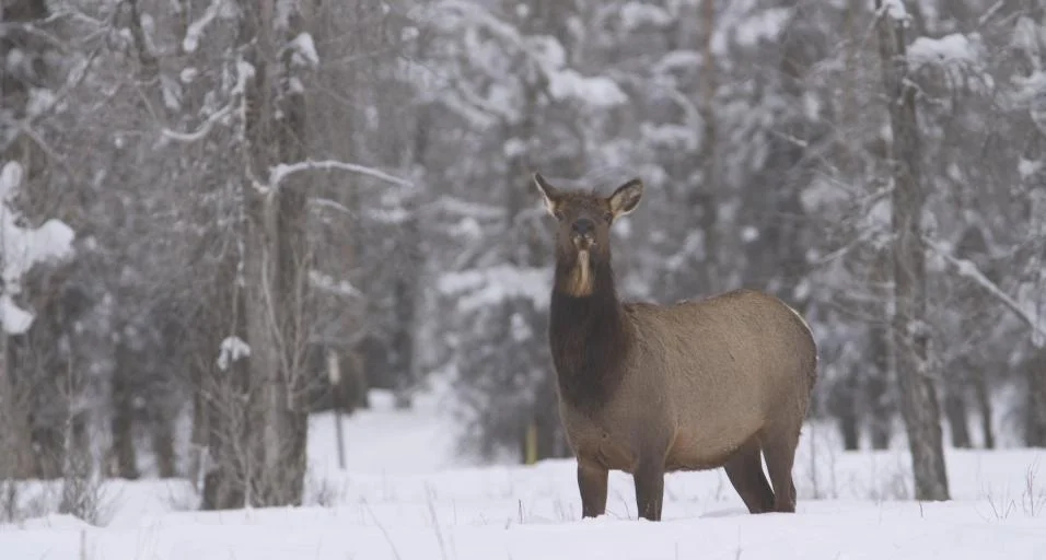 Chronic Wasting Disease Confirmed in Elk Hunt Area 98