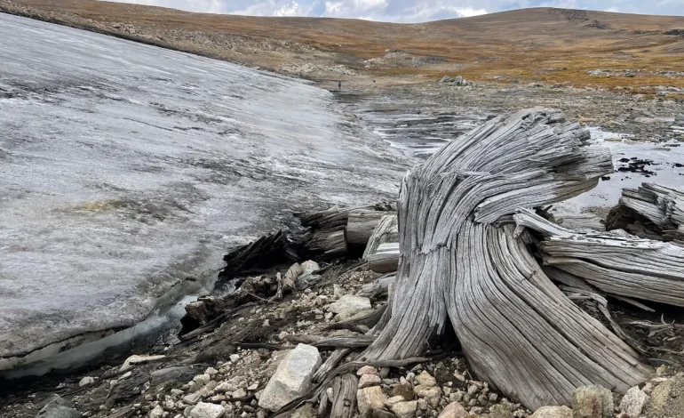 Ancient Forest Uncovered in Greater Yellowstone Ecosystem Reveals Climate Shifts