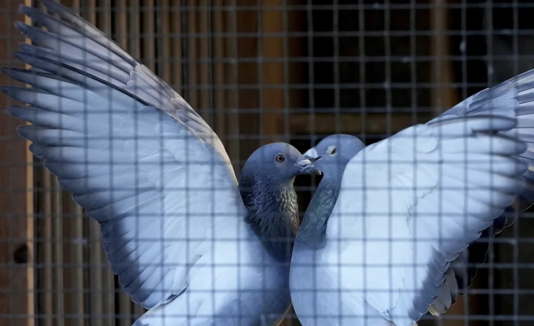 Pigeon Racing in Belgium Turns High-Tech as Bird Thefts Soar