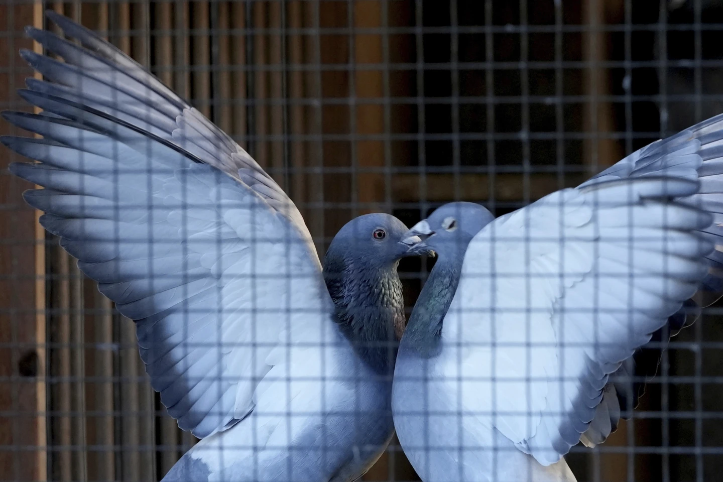 Pigeon Racing in Belgium Turns High-Tech as Bird Thefts Soar