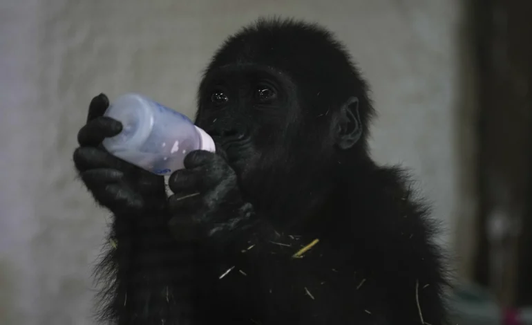 Young Gorilla Rescued from Airplane Cargo Finds Sanctuary in Istanbul