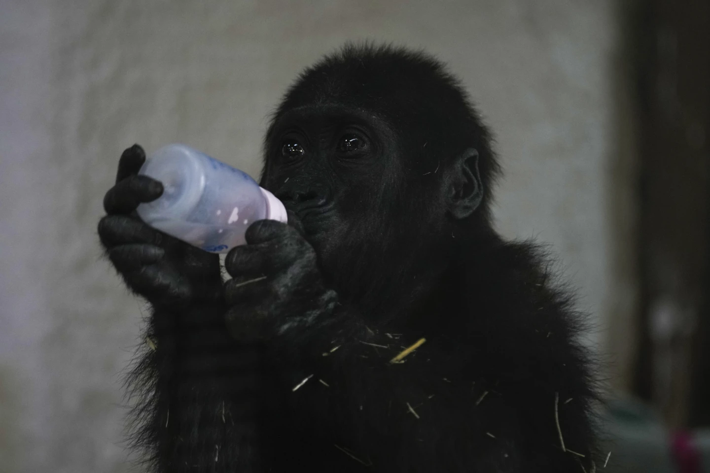 Young Gorilla Rescued from Airplane Cargo Finds Sanctuary in Istanbul