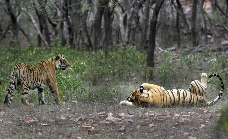 India Doubles Tiger Population in Just Over Decade, Study Finds