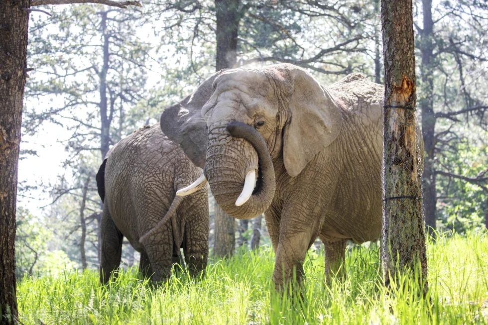 Colorado Court Denies Legal Rights to Zoo Elephants, Citing Non-Human Status