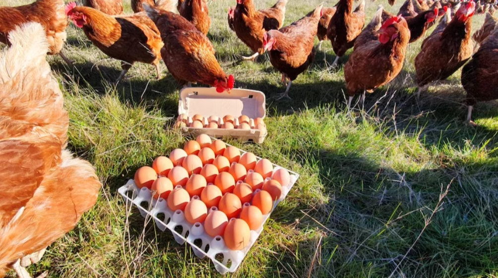 Egg Shortage in Australia: The Role of Bird Flu and Supply Challenges