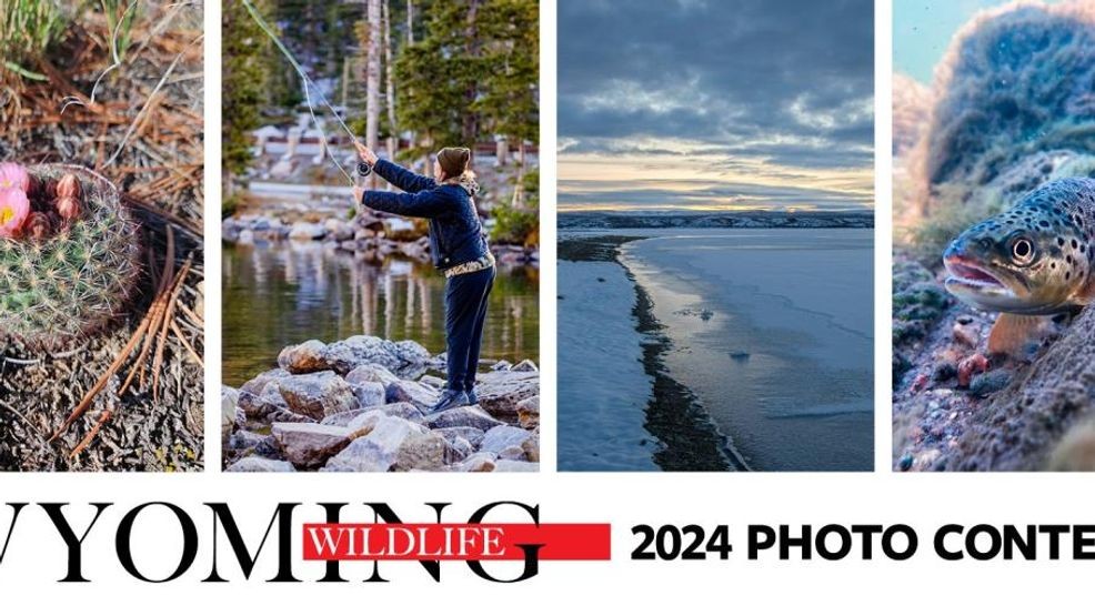 Montana Photographers Win Wyoming Wildlife Photo Contest