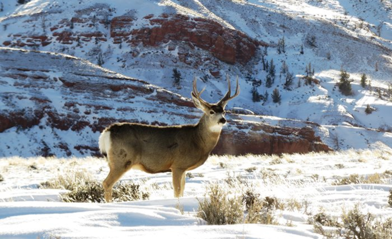 Wyoming Game and Fish Conducts Annual Mule Deer Population Study