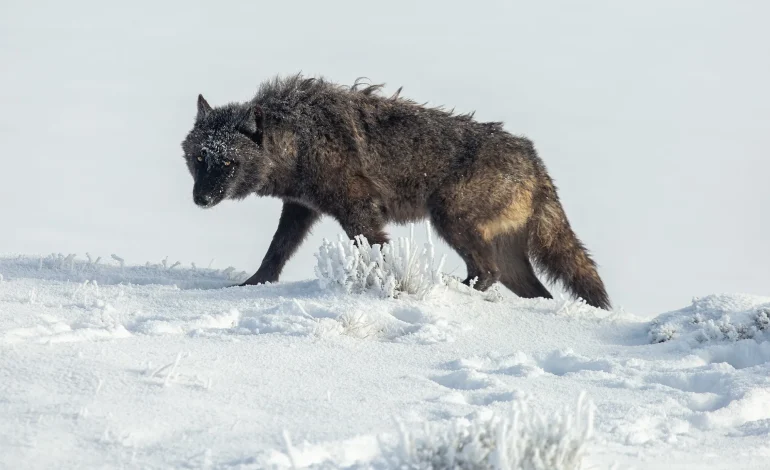 Wyoming Bill to Ban Running Over Wolves and Coyotes with Snowmachines Fails