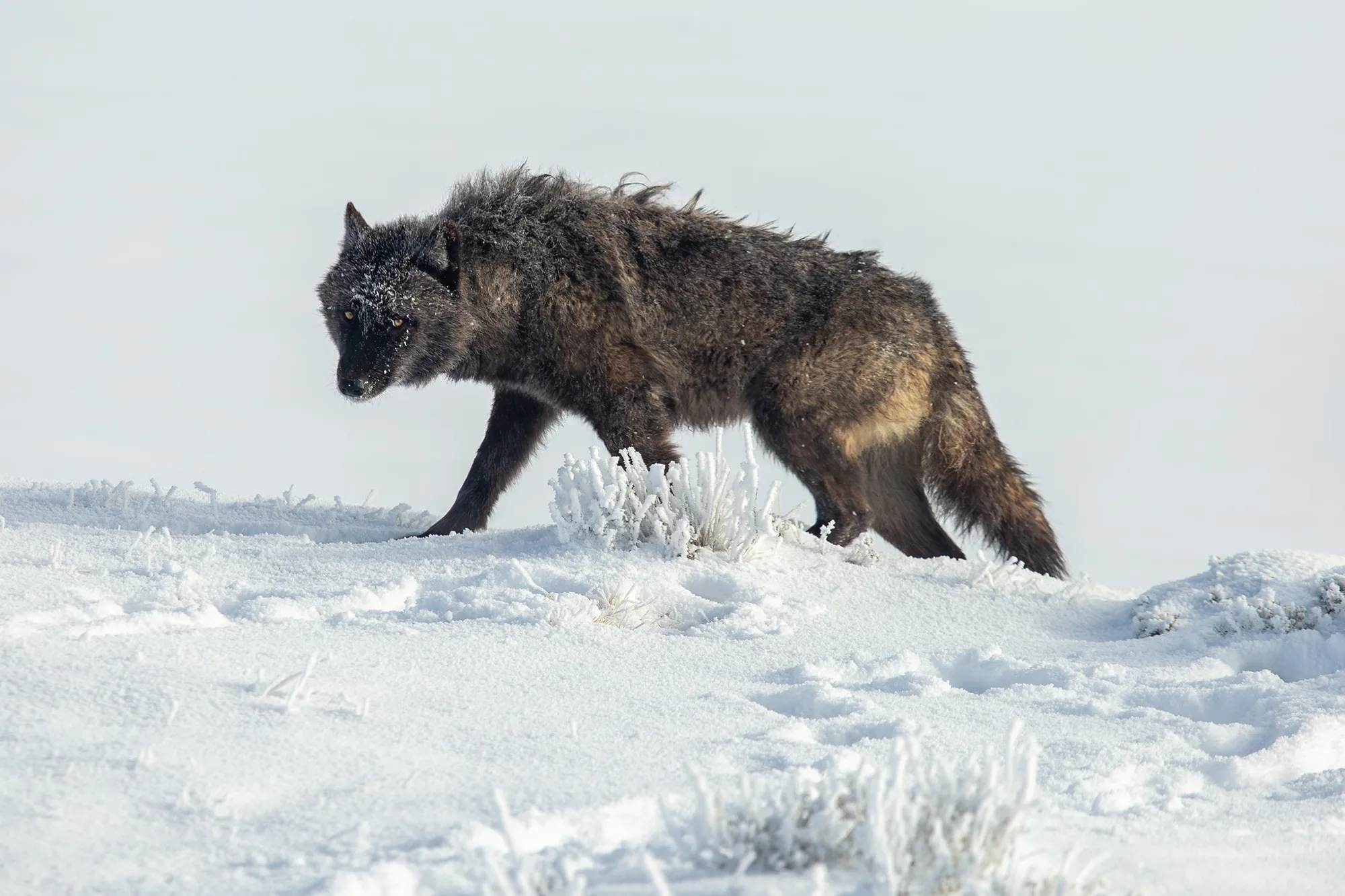 Wyoming Bill to Ban Running Over Wolves and Coyotes with Snowmachines Fails