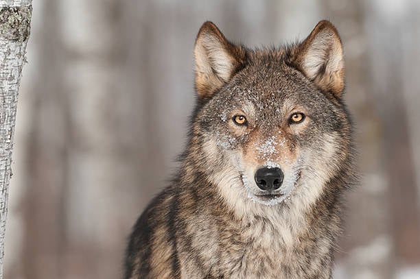 Wyoming Sportsmen Back Legislation to Criminalize Wildlife Torture